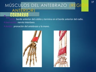 37
MÚSCULOS DEL ANTEBRAZO (REGIÓN
ANTERIOR)
PRONADOR
•Inse
CUADRADO
rción: borde anterior del cúbito y termina en el borde anterior del radio.
•Inervación: nervio interóseo.
•Acción: pronación del antebrazo y la mano.
 