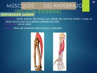 38
MÚSCULOS DEL ANTEBRAZO
(REGIÓN EXTERNA)
SUPINADOR LARGO
•Inserción: borde externo del húmero, por debajo del canal de torsión y luego se
dirige hacia la base de la apófisis estiloides del radio.
•Inervación: nervio radial.
•Acción: flexor del antebrazo sobre el brazo y supinador.
 