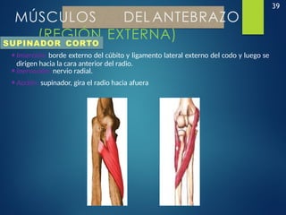 39
MÚSCULOS DEL ANTEBRAZO
(REGIÓN EXTERNA)
SUPINADOR CORTO
•Inserción: borde externo del cúbito y ligamento lateral externo del codo y luego se
dirigen hacia la cara anterior del radio.
•Inervación: nervio radial.
•Acción: supinador, gira el radio hacia afuera
 