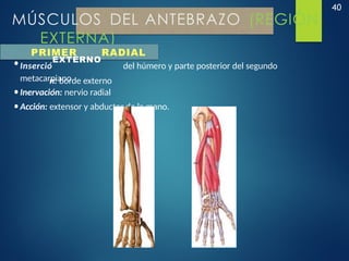 40
MÚSCULOS DEL ANTEBRAZO (REGIÓN
EXTERNA)
PRIMER RADIAL
•Inserció
EXTERNO
del húmero y parte posterior del segundo
metacarpiano.
n: borde externo
•Inervación: nervio radial
•Acción: extensor y abductor de la mano.
 