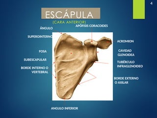 4
ESCÁPULA
(CARA ANTERIOR)
FOSA
SUBESCAPULAR
ACROMION
APÓFISIS CORACOIDES
CAVIDAD
GLENOIDEA
BORDE EXTERNO
O AXILAR
ÁNGULO
SUPEROINTERNO
ANGULO INFERIOR
BORDE INTERNO O
VERTEBRAL
TUBÉRCULO
INFRAGLENOIDEO
 