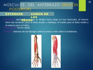 42
MÚSCULOS DEL ANTEBRAZO (REGIÓN
POSTERIOR)
•Inserción: epicóndilo y luego se dirigen hacia abajo en tres fascículos, el interno
tiene dos tendones para el dedo anular y meñique, el medio para el dedo medio y
el externo para el índice.
•Inervación: nervio radial.
•Acción: extensor de las falanges sobre la mano y este sobre el antebrazo.
EXTENSOR COMÚN DE
LOS
DEDOS
 
