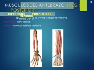 43
MÚSCULOS DEL ANTEBRAZO (REGIÓN
POSTERIOR)
EXTENSOR PROPIO DEL
•Inserción: epi
MEÑIQUE
dos últimas falanges del meñique.
cóndilo y en las
•Inervación: nervio radial.
•Acción: extensor del dedo meñique.
 