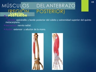 44
MÚSCULOS DEL ANTEBRAZO
(REGIÓN POSTERIOR)
CUBITAL
•In
POSTERIOR
serción: epicóndilo y borde posterior del cúbito y extremidad superior del quinto
metacarpiano.
•Inervación: nervio radial.
•Acción: extensor y aductor de la mano.
 