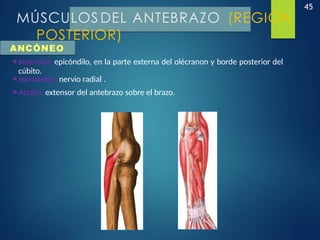 45
MÚSCULOS DEL ANTEBRAZO (REGIÓN
POSTERIOR)
ANCÓNEO
•Inserción: epicóndilo, en la parte externa del olécranon y borde posterior del
cúbito.
•Inervación: nervio radial .
•Acción: extensor del antebrazo sobre el brazo.
 