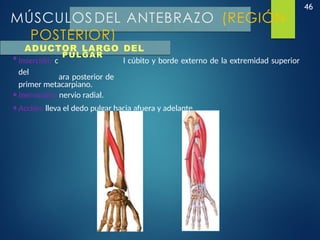 46
MÚSCULOS DEL ANTEBRAZO (REGIÓN
POSTERIOR)
ADUCTOR LARGO DEL
•Inserción: c
PULGAR
l cúbito y borde externo de la extremidad superior
del
ara posterior de
primer metacarpiano.
•Inervación: nervio radial.
•Acción: lleva el dedo pulgar hacia afuera y adelante.
 