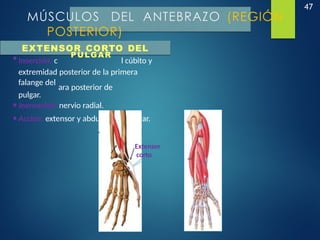 47
MÚSCULOS DEL ANTEBRAZO (REGIÓN
POSTERIOR)
EXTENSOR CORTO DEL
•Inserción: c
PULGAR
l cúbito y
extremidad posterior de la primera
falange del
ara posterior de
pulgar.
•Inervación: nervio radial.
•Acción: extensor y abductor del pulgar.
Extensor
corto
 