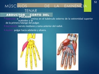 52
MÚSCULOS DE LA EMINENCIA
TENAR
ABDUCTOR CORTO DEL
•Inserción: e
PULGAR
rmina en el tubérculo externo de la extremidad superior
scafoides y te
de la primera falange del pulgar.
•Inervación: nervio mediano y rama anterior del radial.
•Acción: pulgar hacia adelante y afuera.
 