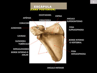 5
ESCÁPULA
(CARA POSTERIOR)
BORDE INTERNO
O VERTEBRAL
BORDE EXTERNO O
AXILAR
FOSA
SUPRAESPINOSA
FOSA
INFRAESPINOSA
ESPINA
ACROMION
APÓFISIS
CORACOIDES
CAVIDAD
GLENOIDEA
TUBÉRCULO
INFRAGLENOIDEO
ESCOTADURA
CORACOIDEA
ANGULO INFERIOR
ANGULO
SUPEROINTERNO
 