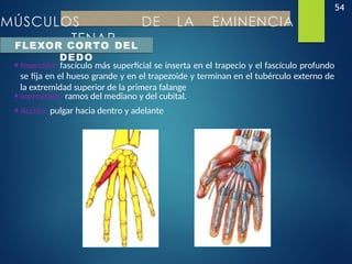 54
MÚSCULOS DE LA EMINENCIA
TENAR
FLEXOR CORTO DEL
DEDO
•Inserción: fascículo más superficial se inserta en el trapecio y el fascículo profundo
se fija en el hueso grande y en el trapezoide y terminan en el tubérculo externo de
la extremidad superior de la primera falange
•Inervación: ramos del mediano y del cubital.
•Acción: pulgar hacia dentro y adelante
 
