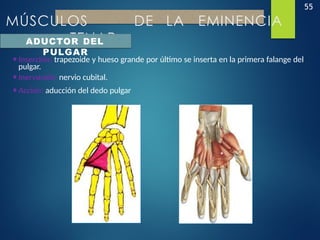 55
MÚSCULOS DE LA EMINENCIA
TENAR
ADUCTOR DEL
PULGAR
•Inserción: trapezoide y hueso grande por último se inserta en la primera falange del
pulgar.
•Inervación: nervio cubital.
•Acción: aducción del dedo pulgar
 