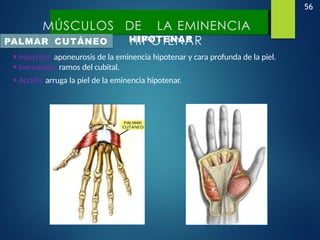 56
MÚSCULOS DE LA
EMINENCIA
HIPOTENAR
MÚSCULOS DE LA EMINENCIA
HIPOTENAR
PALMAR CUTÁNEO
•Inserción: aponeurosis de la eminencia hipotenar y cara profunda de la piel.
•Inervación: ramos del cubital.
•Acción: arruga la piel de la eminencia hipotenar.
 