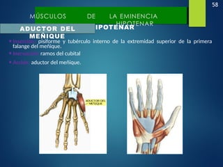 58
MÚSCULOS DE LA
EMINENCIA
HIPOTENAR
MÚSCULOS DE LA EMINENCIA
HIPOTENAR
ADUCTOR DEL
MEÑIQUE
•Inserción: pisiforme y tubérculo interno de la extremidad superior de la primera
falange del meñique.
•Inervación: ramos del cubital
•Acción: aductor del meñique.
 