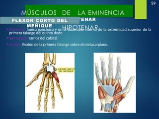 59
MÚSCULOS DE LA
EMINENCIA
HIPOTENAR
MÚSCULOS DE LA EMINENCIA
HIPOTENAR
FLEXOR CORTO DEL
MEÑIQUE
•Inserción: hueso ganchoso y en el tubérculo interno de la extremidad superior de la
primera falange del quinto dedo
•Inervación: ramos del cubital.
•Acción: flexión de la primera falange sobre el metacarpiano.
 