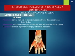 60
INTERÓSEOS PALMARES Y DORSALES Y
LUMBRICALES
(REGIÓN PALMAR MEDIA)
MANO
LUMBICALES DE LA
•Inserción: son en número de cuatro situados entre los flexores comunes
de los dedos.
•Inervación: los dos externos por el mediano y los dos internos por el cubital
• Acción: Flexionan la primera falange y extienden las demás.
 