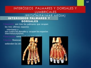 61
INTERÓSEOS PALMARES Y DORSALES Y
LUMBRICALES
(REGIÓN PALMAR MEDIA)
INTEROSEOS PALMARES Y
DORSALES
•Inserción: son tres los palmares que ocupan
los tres últimos espacios
interóseos y
son cuatro los dorsales y ocupan los espacios
intermetacarpianos.
•Inervación: rama profunda del cubital
•Acción: flexionan la primera falange y
extienden las otras dos.
 