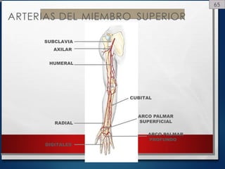 65
ARTERIAS DEL MIEMBRO SUPERIOR
SUBCLAVIA
AXILAR
HUMERAL
CUBITAL
RADIAL
ARCO PALMAR
SUPERFICIAL
ARCO PALMAR
PROFUNDO
DIGITALES
 