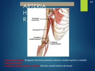 67
ARTERIA
HUMERAL Y
RAMAS
•Humeral profunda: (Irrigación del brazo posterior, lateral y medial superior y medial)
•Nutricia humeral
•Colateral cubital superior e inferior (Porción medial inferior de brazo)
 