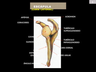 6
ESCÁPULA
(CARA LATERAL)
ACROMION
TUBÉRCULO
SUPRAGLENOIDEO
TUBÉRCULO
INFRAGLENOIDEO
CARA DORSAL
BORDE AXILAR
CAVIDAD
GLENOIDEA
CARA
ANTERIOR
(COSTAL)
ÁNGULO INFERIOR
APÓFISIS
CORACOIDES
 