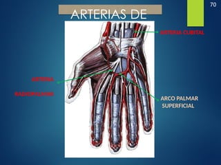 70
ARTERIAS DE
LA MANO
ARTERIA
RADIOPALMAR
ARTERIA CUBITAL
ARCO PALMAR
SUPERFICIAL
 
