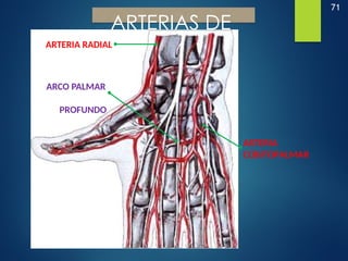 71
ARTERIAS DE
LA MANO
ARCO PALMAR
PROFUNDO
ARTERIA RADIAL
ARTERIA
CÚBITOPALMAR
 