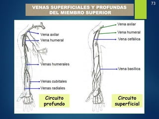 73
VENAS SUPERFICIALES Y PROFUNDAS
DEL MIEMBRO SUPERIOR
 