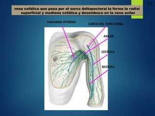 74
vena cefálica que pasa por el surco deltopectoral la forma la radial
superficial y mediana cefálica y desemboca en la vena axilar
CEFÁLICA
BASILICA
AXILAR
MAMARIA INTERNA
SURCO DEL TOPECTORAL
 