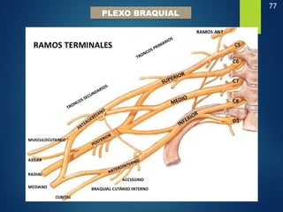 77
PLEXO BRAQUIAL
 