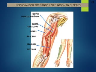 78
NERVIO MUSCULOCUTÁNEO Y SU FUNCIÓN EN EL BRAZO
NERVIO
MUSCULOCUTÁNEO
CORAC
OBRAQUIAL
BICEPS
BRAQUIAL
BRAQUIAL
ANTERIOR
 