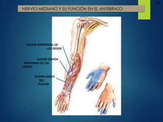 79
NERVIO MEDIANO Y SU FUNCIÓN EN EL ANTEBRAZO
FLEXOR SUPERFICIAL DE
LOS DEDOS
FLEXOR COMÚN
PROFUNDO DE LOS
DEDOS
FLEXOR LARGO
DEL
PULGAR
 