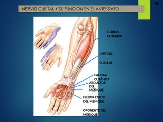 80
NERVIO CUBITAL Y SU FUNCIÓN EN EL ANTEBRAZO
NERVIO
CUBITAL
PALMAR
CUTÁNEO
ABDUCTOR
DEL
MEÑIQUE
FLEXOR CORTO
DEL MEÑIQUE
OPONENTE DEL
MEÑIQUE
CUBITAL
ANTERIOR
 