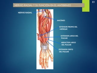 81
NERVIO RADIAL Y SU FUNCIÓN EN EL ANTEBRAZO
NERVIO RADIAL
ANCÓNEO
EXTENSOR PROPIO DEL
MEÑIQUE
EXTENSOR LARGO DEL
PULGAR
ABDUCTOR LARGO
DEL PULGAR
EXTENSOR CORTO
DEL PULGAR
 