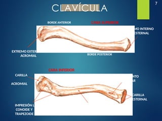 7
CLAVÍCULA
CARA SUPERIOR
CARA INFERIOR
EXTREMO EXTERNO O
ACROMIAL
EXTREMO INTERNO
O ESTERNAL
CANAL SUBCLAVIO (MUSCULO,
ARTERIA Y VENA SUBCLAVIA)
BORDE POSTERIOR
BORDE ANTERIOR
CARILLA
ESTERNAL
CARILLA
ACROMIAL
IMPRESIÓN LIGAMENTO
COSTOCLAVICULAR
IMPRESIÓN LIGAMENTO
CONOIDE Y
TRAPEZOIDE
 