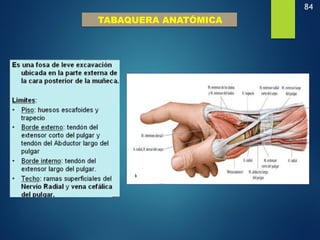 84
TABAQUERA ANATÓMICA
 