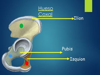 Hueso
Coxal
Ilion
Pubis
Isquion
 