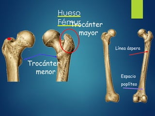 Hueso
Fémur
Trocánter
mayor
Trocánter
menor
Línea áspera
Espacio
poplíteo
 