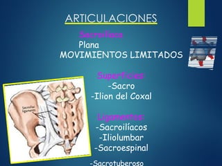 ARTICULACIONES
Sacroilíaca
Plana
MOVIMIENTOS LIMITADOS
Superficies:
-Sacro
-Ilion del Coxal
Ligamentos:
-Sacroilíacos
-Iliolumbar
-Sacroespinal
-Sacrotuberoso
 