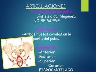 ARTICULACIONES
2. Articulación del pubis
Sínfisis o Cartilaginosa
NO SE MUEVE
Superficies:
-Ambos huesos coxales en la
parte del pubis.
Ligamentos:
-Anterior
-Posterior
-Superior
-Inferior
FIBROCARTÍLAGO
 