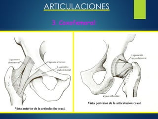 ARTICULACIONES
3. Coxofemoral:
 