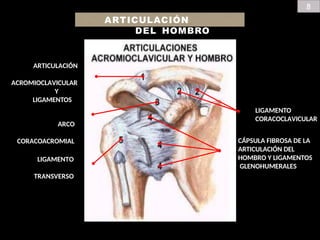 8
ARTICULACIÓN
DEL HOMBRO
ARTICULACIÓN
ACROMIOCLAVICULAR
Y
LIGAMENTOS
ARCO
CORACOACROMIAL
LIGAMENTO
CORACOCLAVICULAR
CÁPSULA FIBROSA DE LA
ARTICULACIÓN DEL
HOMBRO Y LIGAMENTOS
GLENOHUMERALES
LIGAMENTO
TRANSVERSO
 