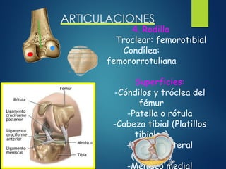 ARTICULACIONES
4. Rodilla
Troclear: femorotibial
Condílea:
femororrotuliana
Superficies:
-Cóndilos y tróclea del
fémur
-Patella o rótula
-Cabeza tibial (Platillos
tibiales)
-Menisco lateral
(forma O)
-Menisco medial
 