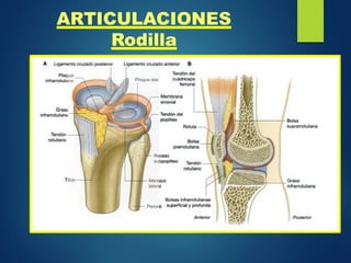 ARTICULACIONES
Rodilla
 