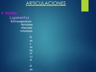 ARTICULACIONES
4. Rodilla
Ligamentos
-Extracapsulares:
-Rotuliano
-Alerones
rotulianos
-
Pl
an
o
su
pe
rf
ici
al
-
Pl
an
 