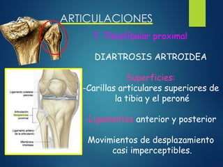 ARTICULACIONES
7. Tibiofibular proximal
DIARTROSIS ARTROIDEA
Superficies:
-Carillas articulares superiores de
la tibia y el peroné
-Ligamentos anterior y posterior
Movimientos de desplazamiento
casi imperceptibles.
 