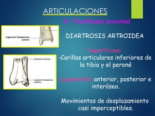 ARTICULACIONES
8. Tibiofibular proximal
DIARTROSIS ARTROIDEA
Superficies:
-Carillas articulares inferiores de
la tibia y el peroné
-Ligamentos anterior, posterior e
interóseo.
Movimientos de desplazamiento
casi imperceptibles.
 