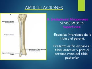 ARTICULACIONES
9. Sindesmosis tibioperonea
SINDESMOSIS
Superficies:
-
-Especios interóseos de la
tibia y el peroné.
Presenta orificios para el
tibial anterior y para el
peroneo rama del tibial
posterior
 