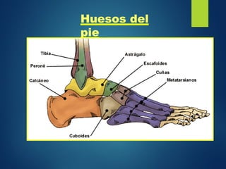 Huesos del
pie
 