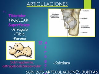 ARTICULACIONES
11.
Tibiotalar
TROCLEAR
Superficies:
-Atrágalo
-Tibia
-Peroné
12. A
t
r
a
g
a
l
-Calcáneo
Subtragalanina,
astrágalocalcáneoavicular
SON DOS ARTICULACIONES JUNTAS
 