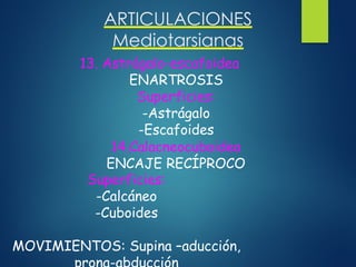 ARTICULACIONES
Mediotarsianas
13. Astrágalo-escafoidea
ENARTROSIS
Superficies:
-Astrágalo
-Escafoides
14.Calacneocuboidea
ENCAJE RECÍPROCO
Superficies:
-Calcáneo
-Cuboides
MOVIMIENTOS: Supina –aducción,
 