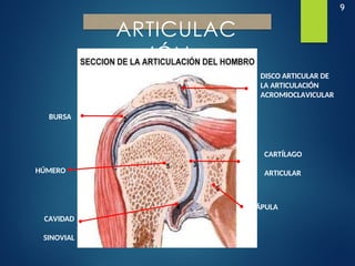 9
ARTICULAC
IÓN
DEL
HOMBR
O
DISCO ARTICULAR DE
LA ARTICULACIÓN
ACROMIOCLAVICULAR
BURSA
CARTÍLAGO
ARTICULAR
CAVIDAD
SINOVIAL
ESCÁPULA
HÚMERO
 